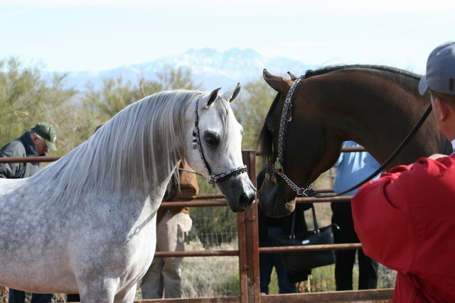 Scottsdale Arabian Horse Farm Tours