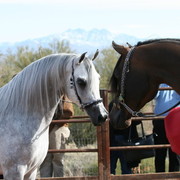 Scottsdale Arabian Horse Farm Tours