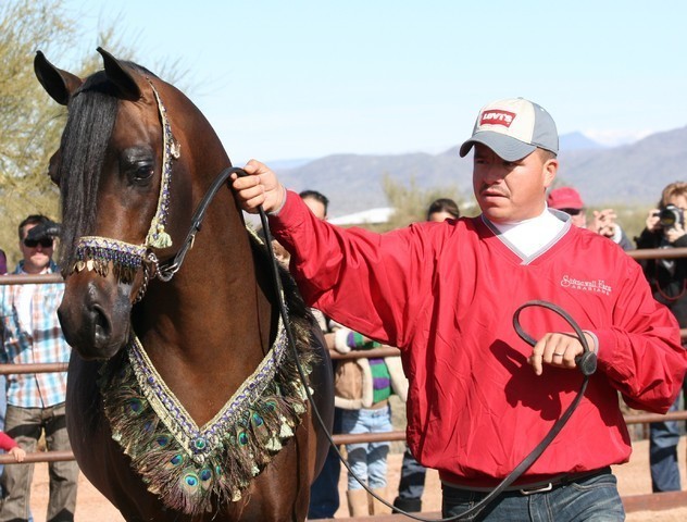 Scottsdale Arabian Horse Farm Tours