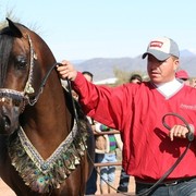 Scottsdale Arabian Horse Farm Tours