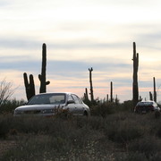 Scottsdale Arabian Horse Farm Tours