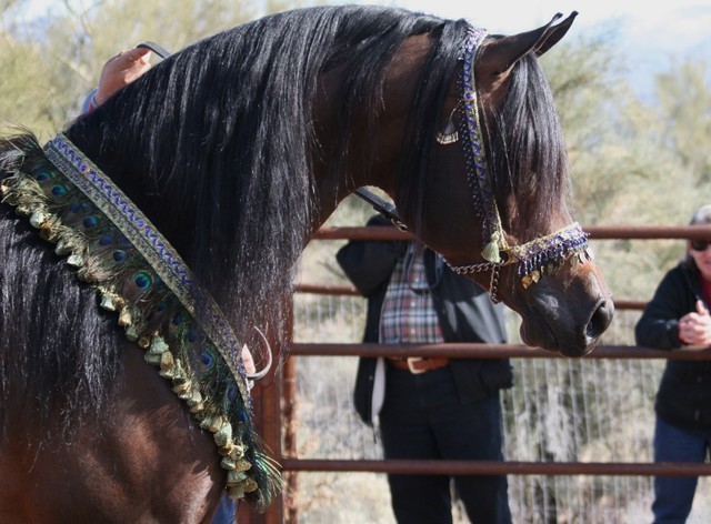 Scottsdale Arabian Horse Farm Tours