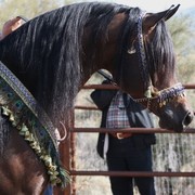 Scottsdale Arabian Horse Farm Tours