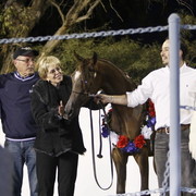 Scottsdale Arabian Horse Farm Tours