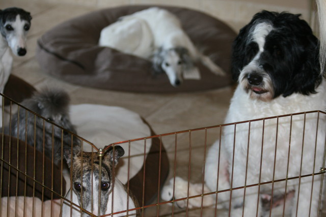 Scottsdale Arabian Horse Farm Tours