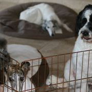 Scottsdale Arabian Horse Farm Tours