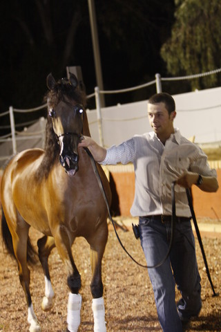 Scottsdale Arabian Horse Farm Tours