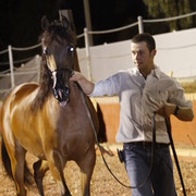 Scottsdale Arabian Horse Farm Tours