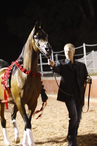 Scottsdale Arabian Horse Farm Tours