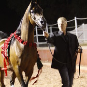 Scottsdale Arabian Horse Farm Tours