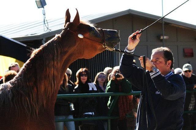 Scottsdale Arabian Horse Farm Tours