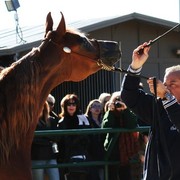 Scottsdale Arabian Horse Farm Tours