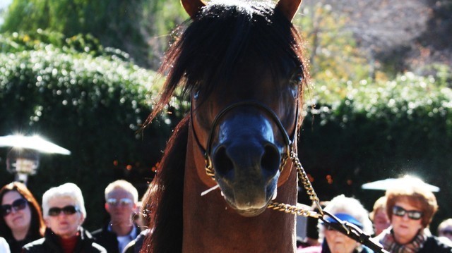 Scottsdale Arabian Horse Farm Tours