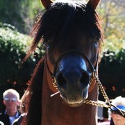 Scottsdale Arabian Horse Farm Tours