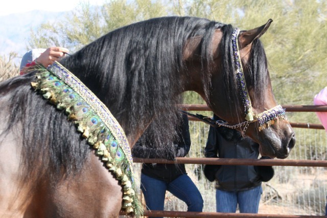Scottsdale Arabian Horse Farm Tours