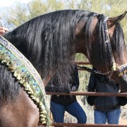 Scottsdale Arabian Horse Farm Tours