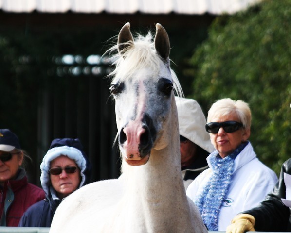Scottsdale Arabian Horse Farm Tours