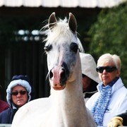Scottsdale Arabian Horse Farm Tours
