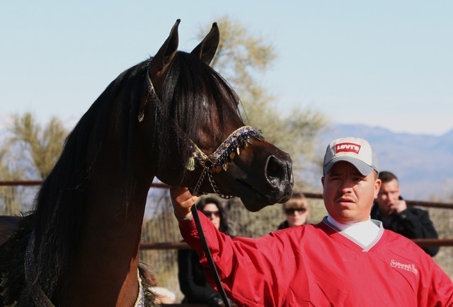 Scottsdale Arabian Horse Farm Tours