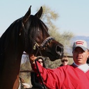 Scottsdale Arabian Horse Farm Tours