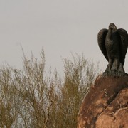 Scottsdale Arabian Horse Farm Tours