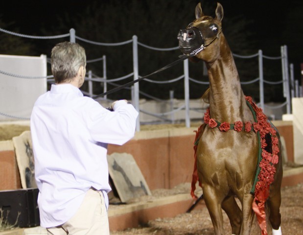 Scottsdale Arabian Horse Farm Tours