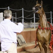 Scottsdale Arabian Horse Farm Tours