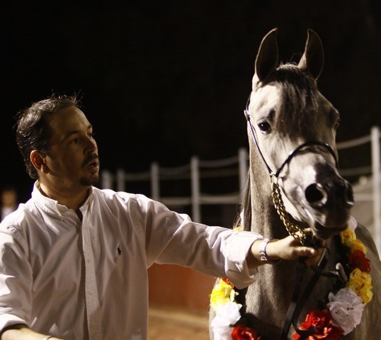 Scottsdale Arabian Horse Farm Tours