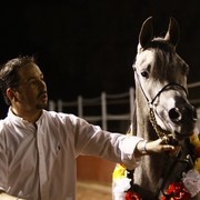 Scottsdale Arabian Horse Farm Tours