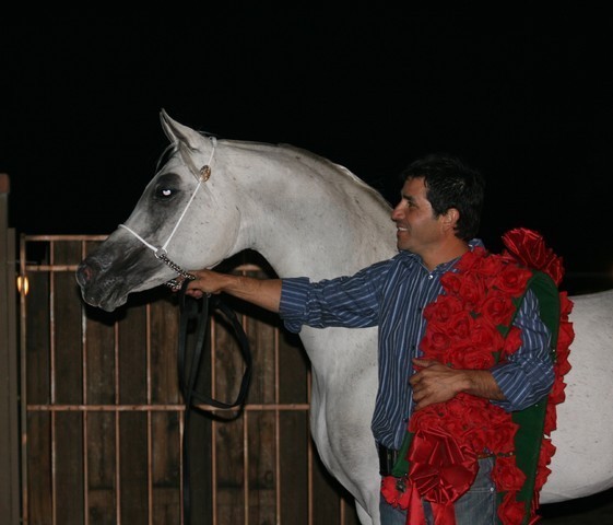 Scottsdale Arabian Horse Farm Tours
