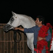 Scottsdale Arabian Horse Farm Tours