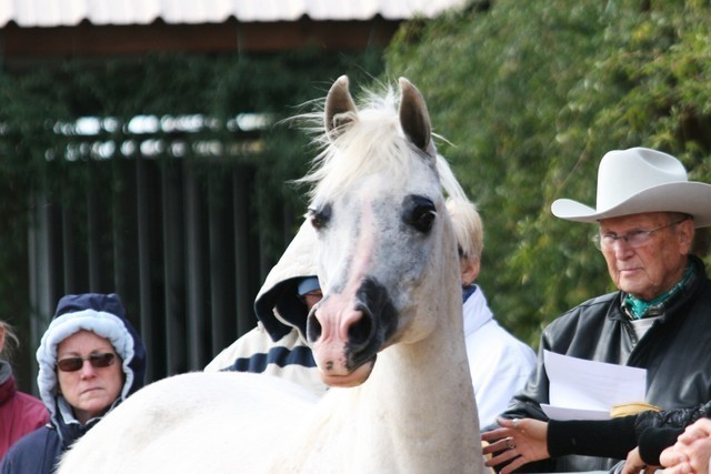 Scottsdale Arabian Horse Farm Tours