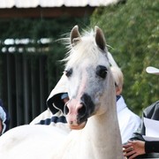 Scottsdale Arabian Horse Farm Tours