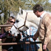 Scottsdale Arabian Horse Farm Tours