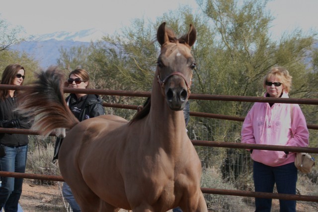 Scottsdale Arabian Horse Farm Tours