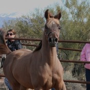 Scottsdale Arabian Horse Farm Tours