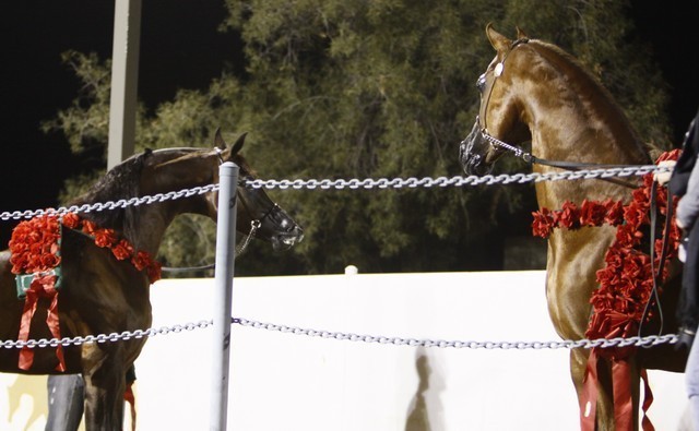 Scottsdale Arabian Horse Farm Tours