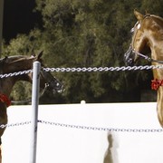 Scottsdale Arabian Horse Farm Tours
