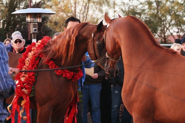 Scottsdale Arabian Horse Farm Tours