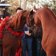 Scottsdale Arabian Horse Farm Tours