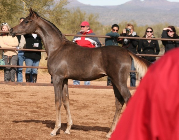 Scottsdale Arabian Horse Farm Tours