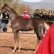 Scottsdale Arabian Horse Farm Tours