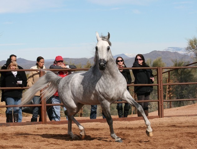 Scottsdale Arabian Horse Farm Tours