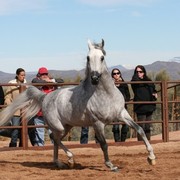 Scottsdale Arabian Horse Farm Tours