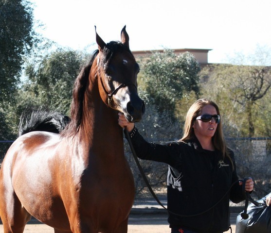 Scottsdale Arabian Horse Farm Tours