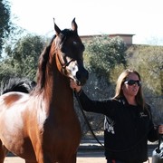 Scottsdale Arabian Horse Farm Tours