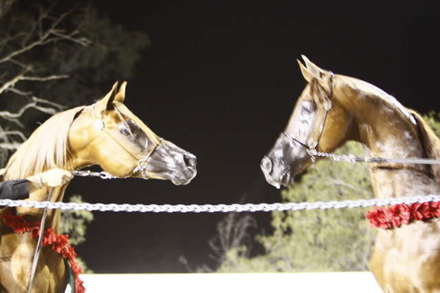Scottsdale Arabian Horse Farm Tours