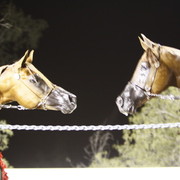Scottsdale Arabian Horse Farm Tours
