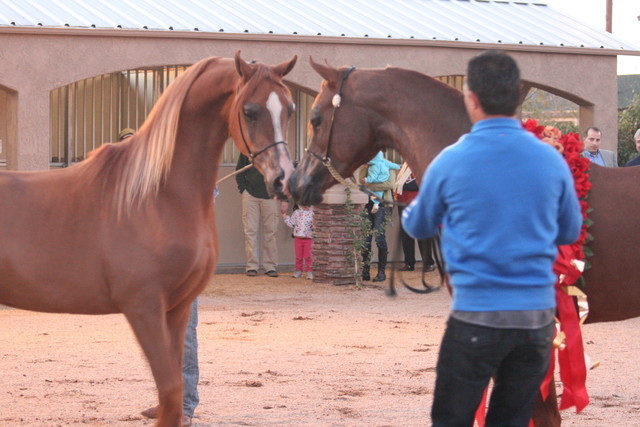Scottsdale Arabian Horse Farm Tours