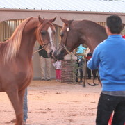 Scottsdale Arabian Horse Farm Tours